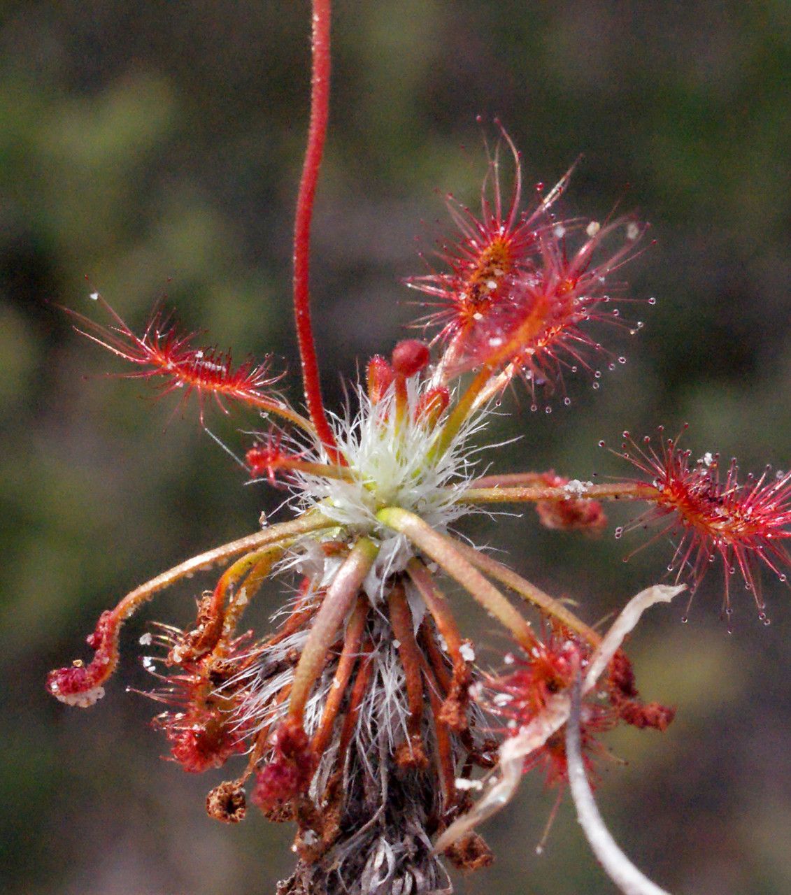 Drosera barbigera leaf