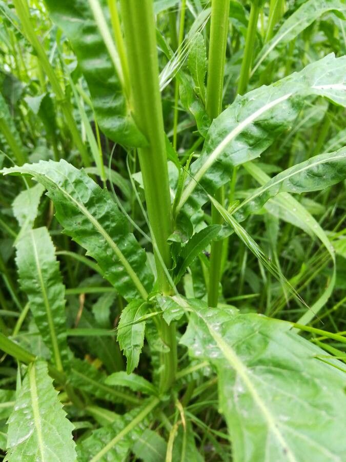 Rorippa austriaca bark