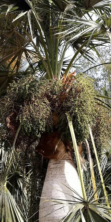 Coccothrinax spissa fruit