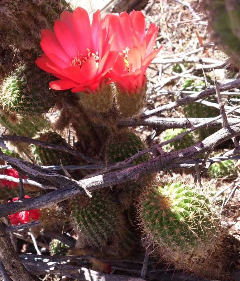 Echinopsis crassicaulis — search result for 'Echinopsis'