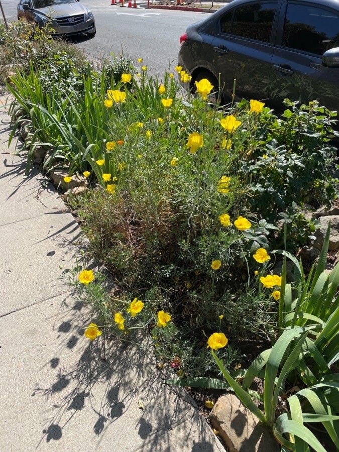Hunnemannia fumariifolia habit