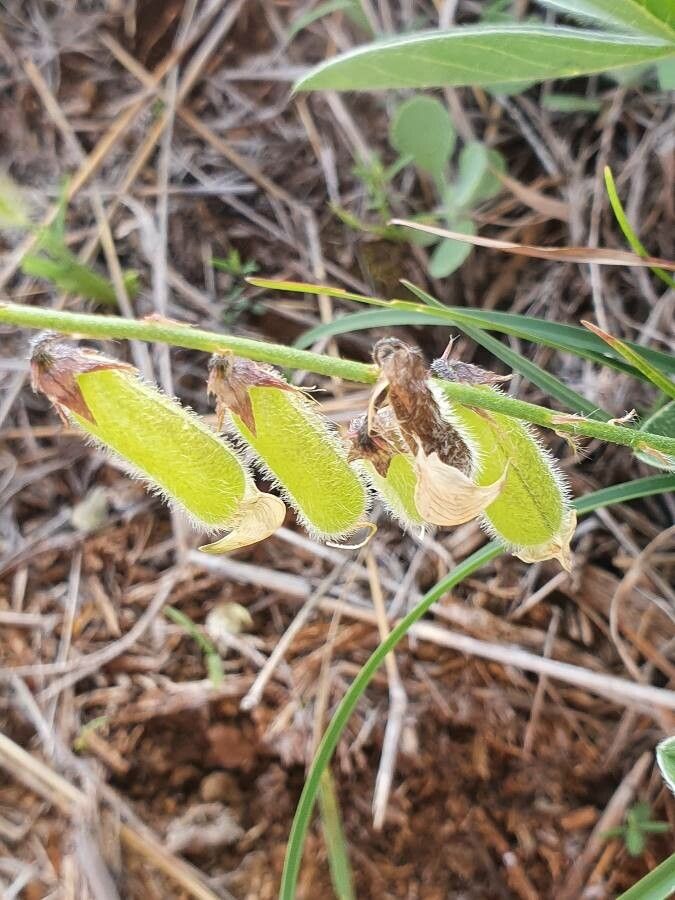 Crotalaria uguenensis fruit