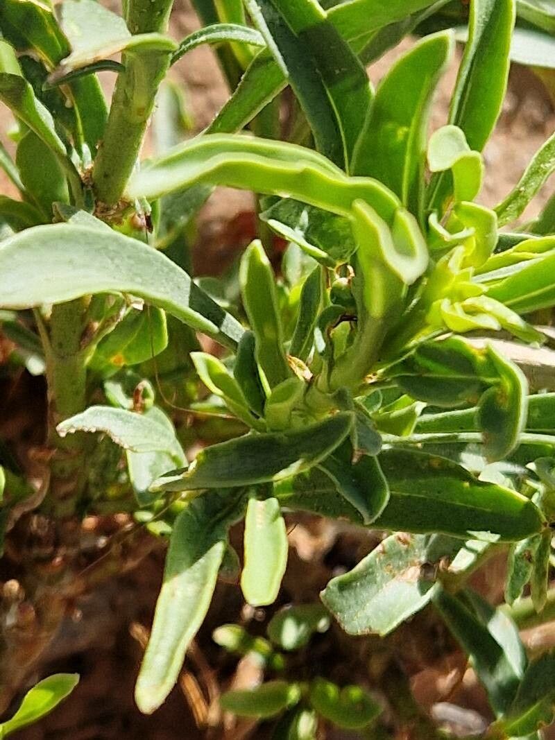 Penstemon rostriflorus — search result for 'Penstemon'