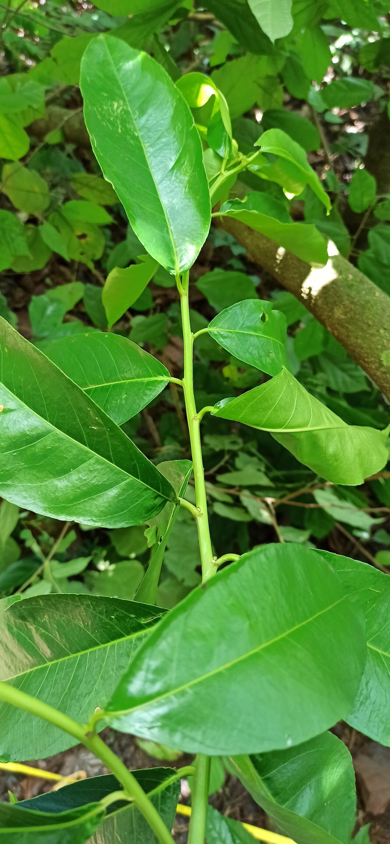 Shirakiopsis elliptica — houseplant care guide