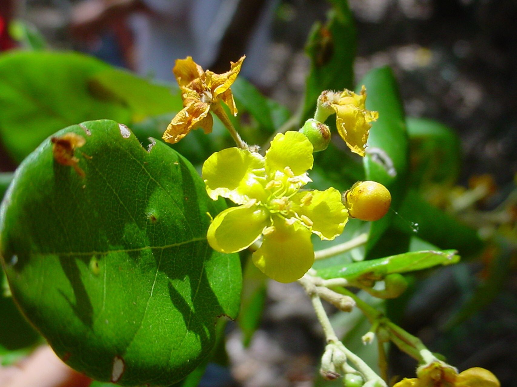 Stigmaphyllon timoriense — houseplant care guide