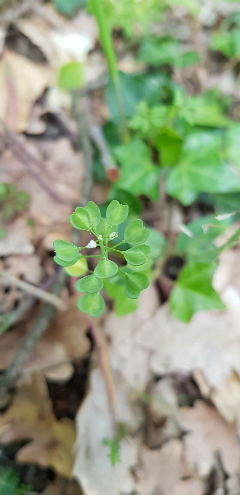 Noccaea perfoliata fruit