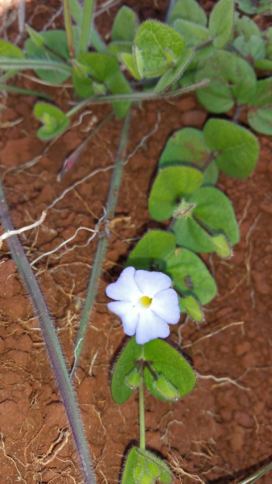 Thunbergia cyanea — search result for 'Thunbergia'