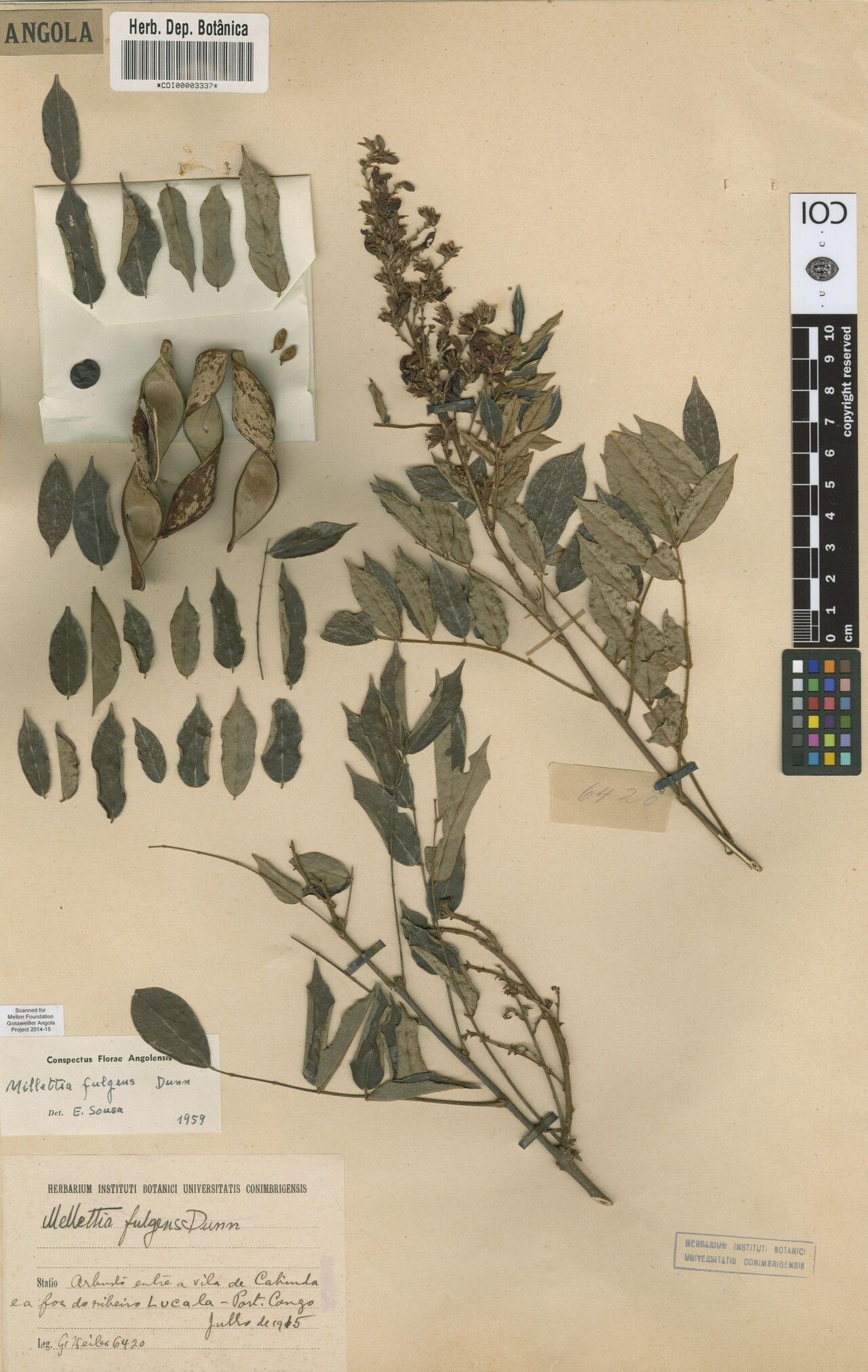 Millettia fulgens — houseplant care guide