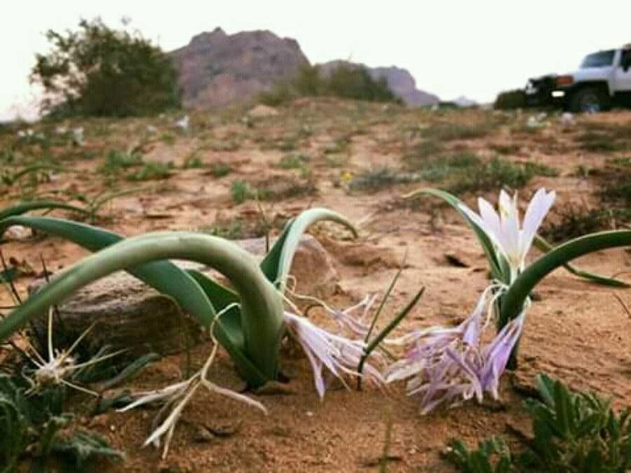 Colchicum ritchii — search result for 'Colchicum'