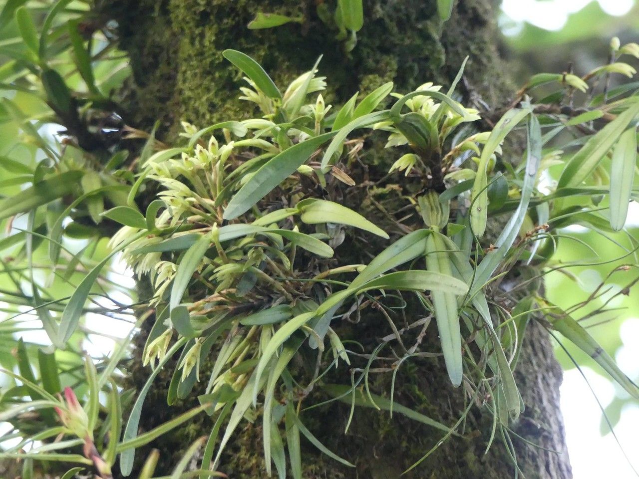 Maxillaria scorpioidea habit