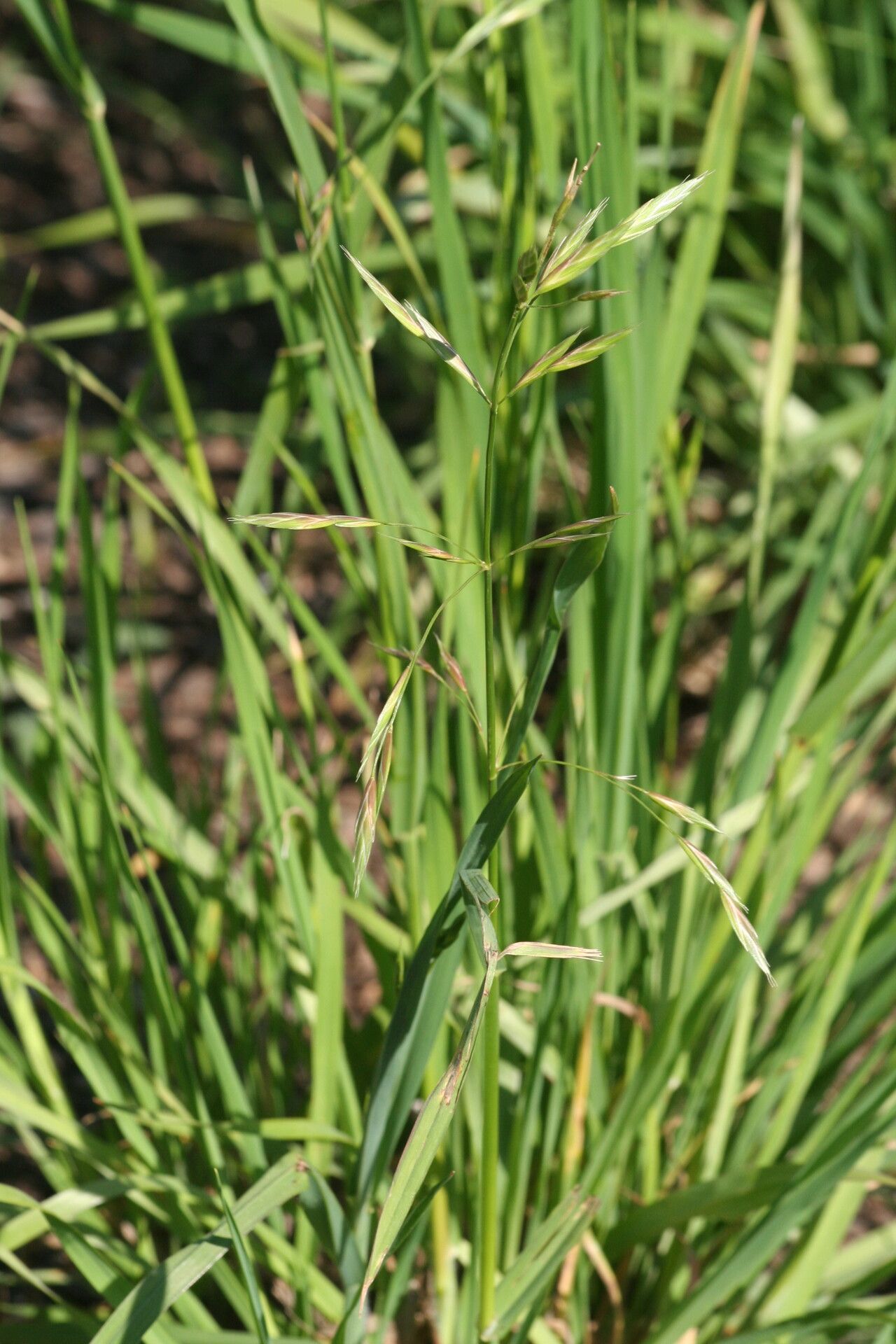 Bromus carinatus flower