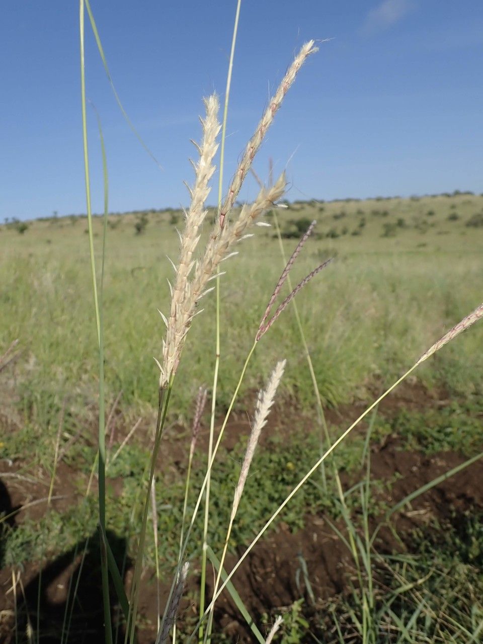 Ischaemum afrum habit