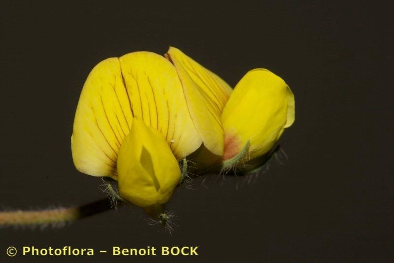 Lotus maroccanus — search result for 'Lotus'