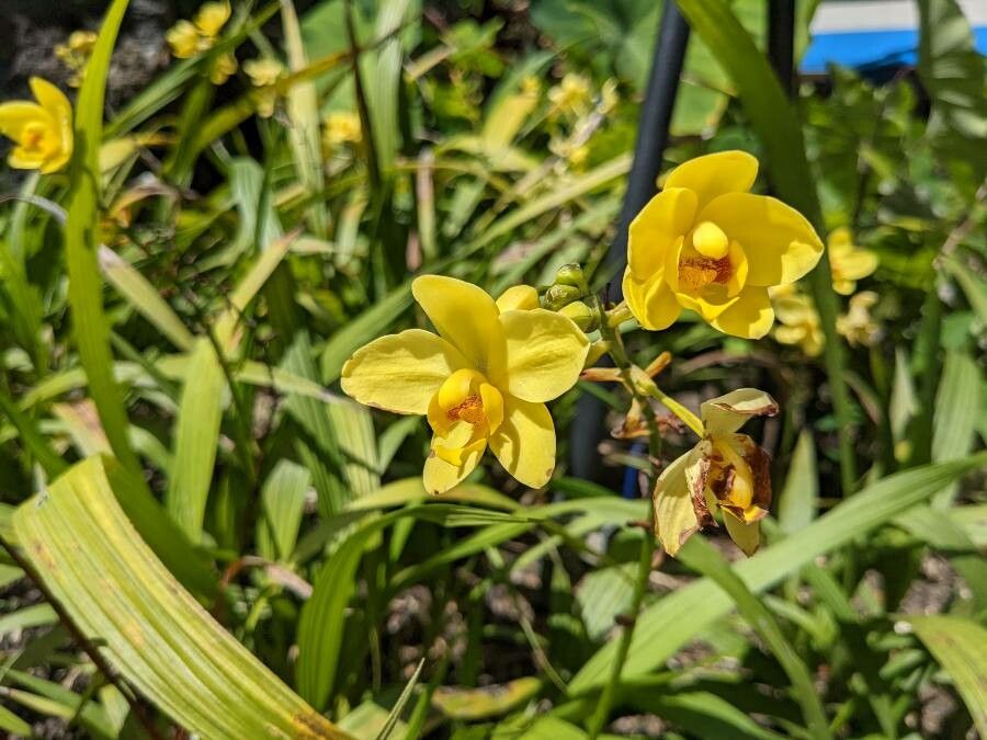 Spathoglottis kimballiana flower