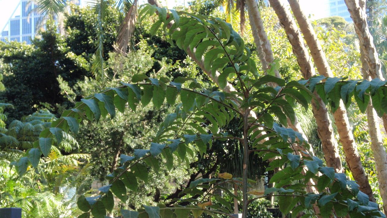 Toona ciliata — search result for 'Guinea'