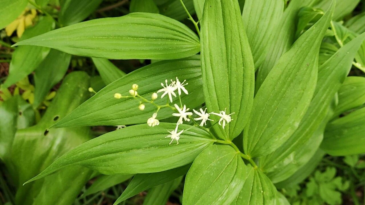 Maianthemum stellatum flower