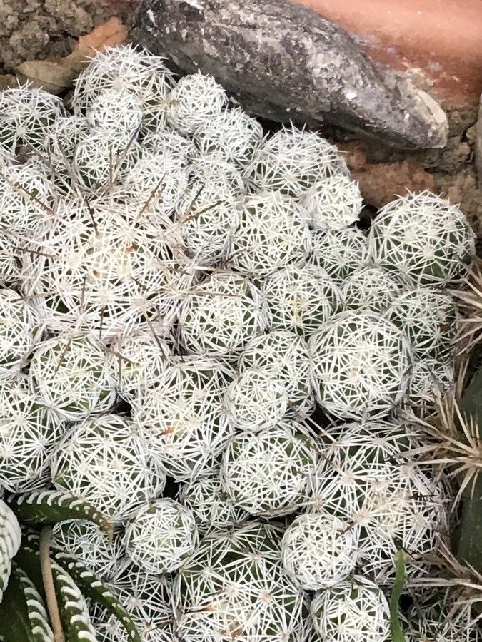 Mammillaria lasiacantha — search result for 'Mammillaria'