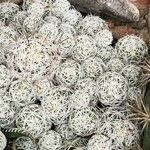 Mammillaria lasiacantha