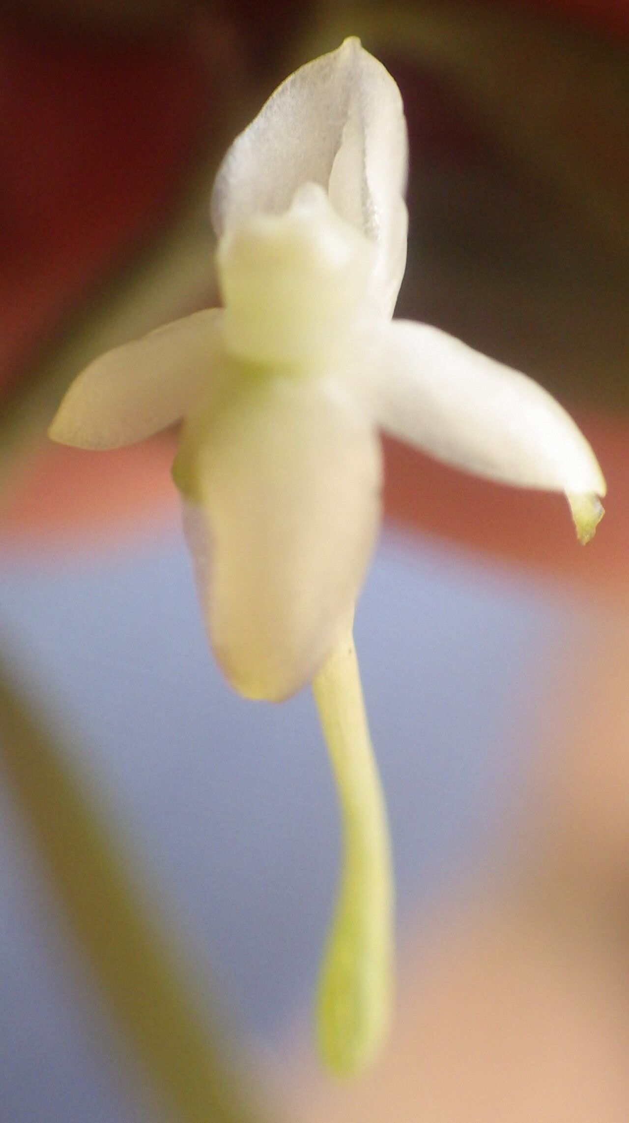 Angraecum lanceolatum flower