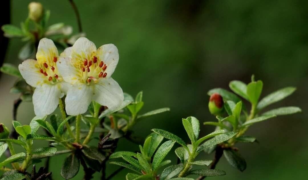 Rhododendron lepidotum — houseplant care guide