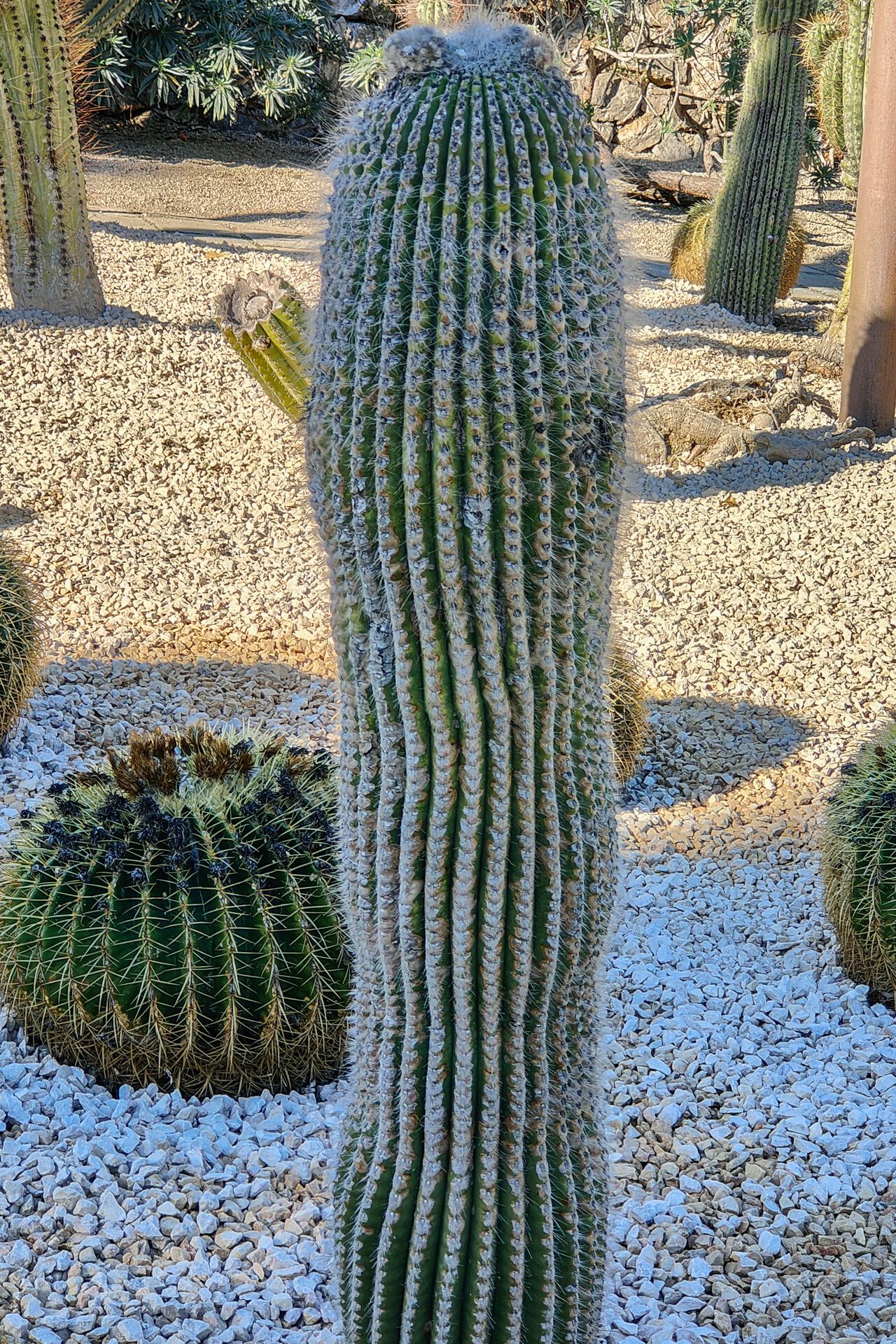 Echinopsis riviere-de-caraltii habit