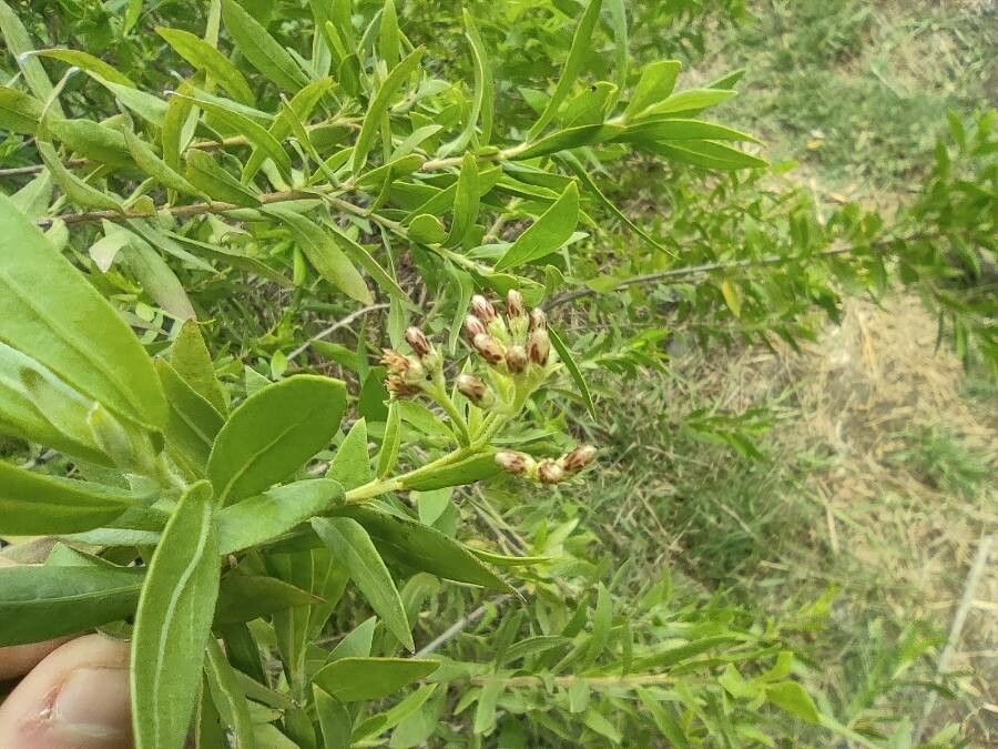Pluchea rufescens fruit