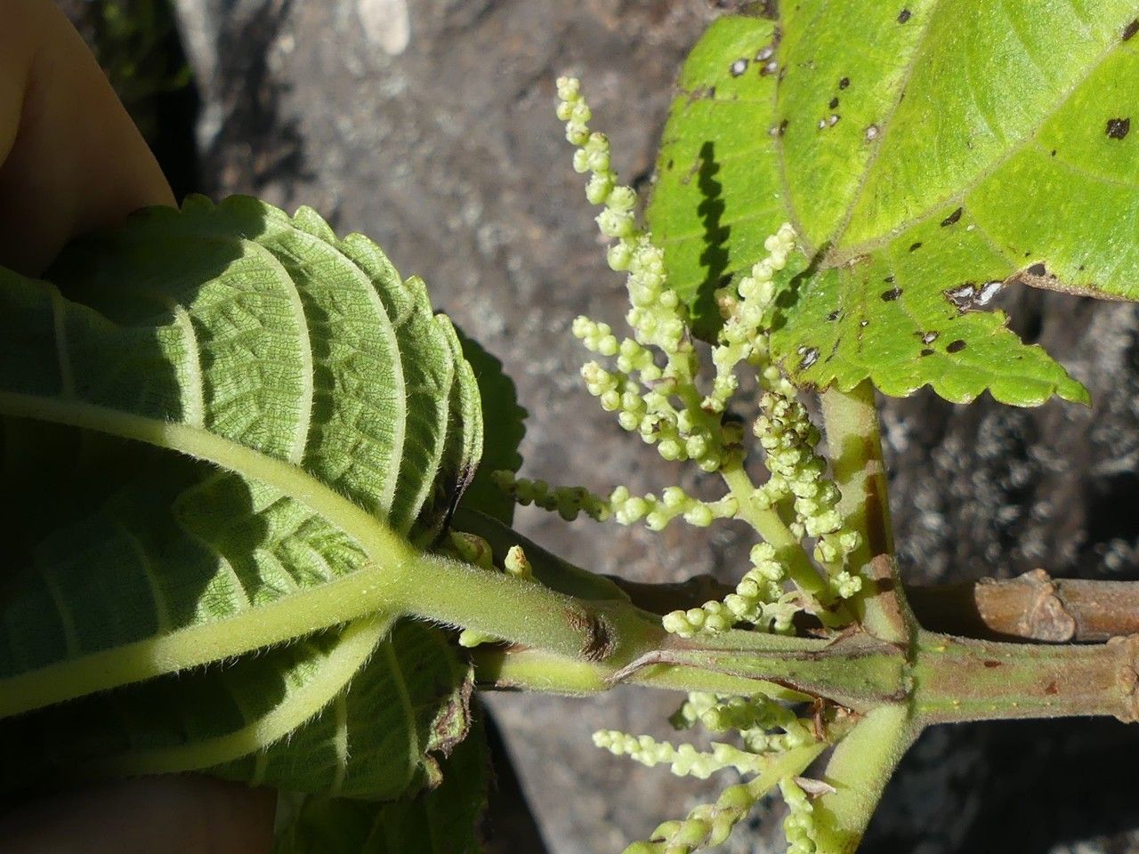 Obetia ficifolia flower
