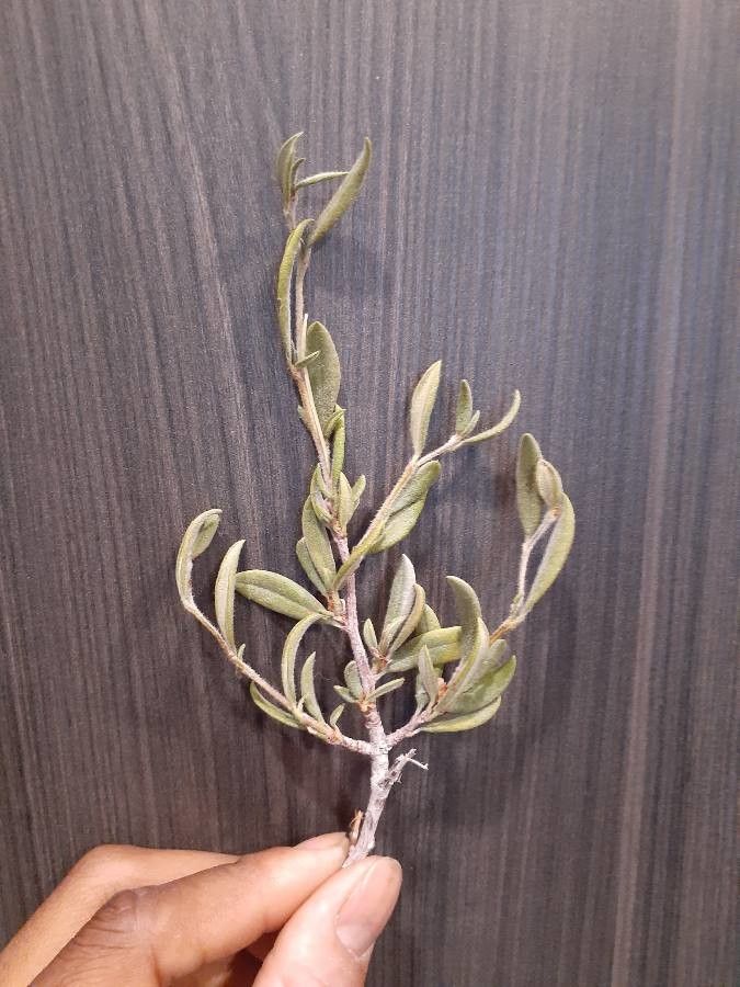 Eriogonum annuum leaf