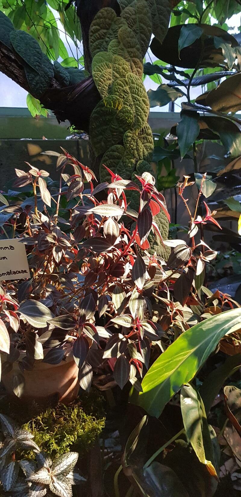 Arthrostemma parvifolium habit