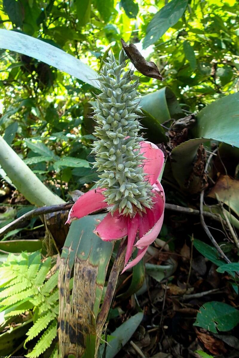 Aechmea mariae-reginae fruit