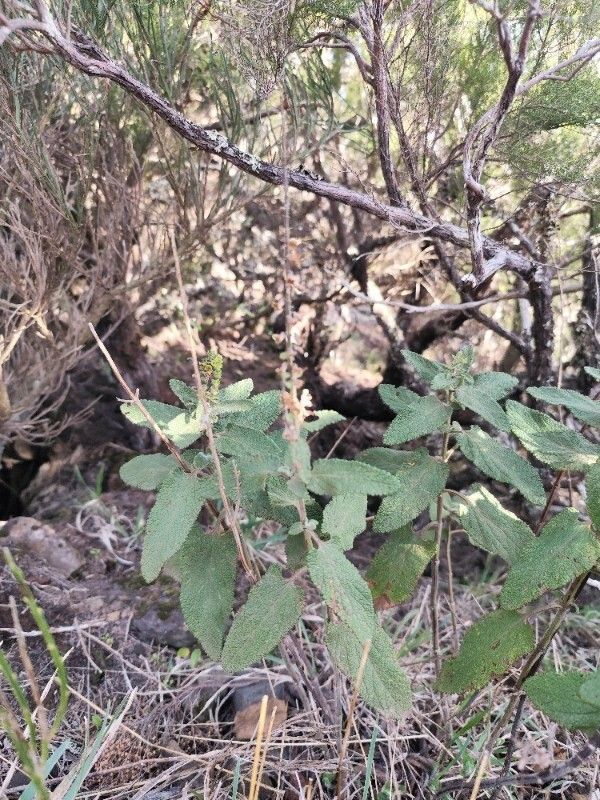 Teucrium francoi leaf