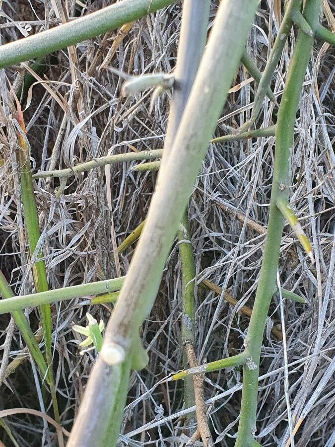 Cynanchum viminale bark