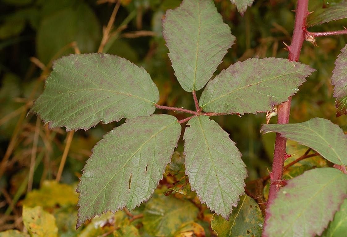 Rubus elatior — houseplant care guide
