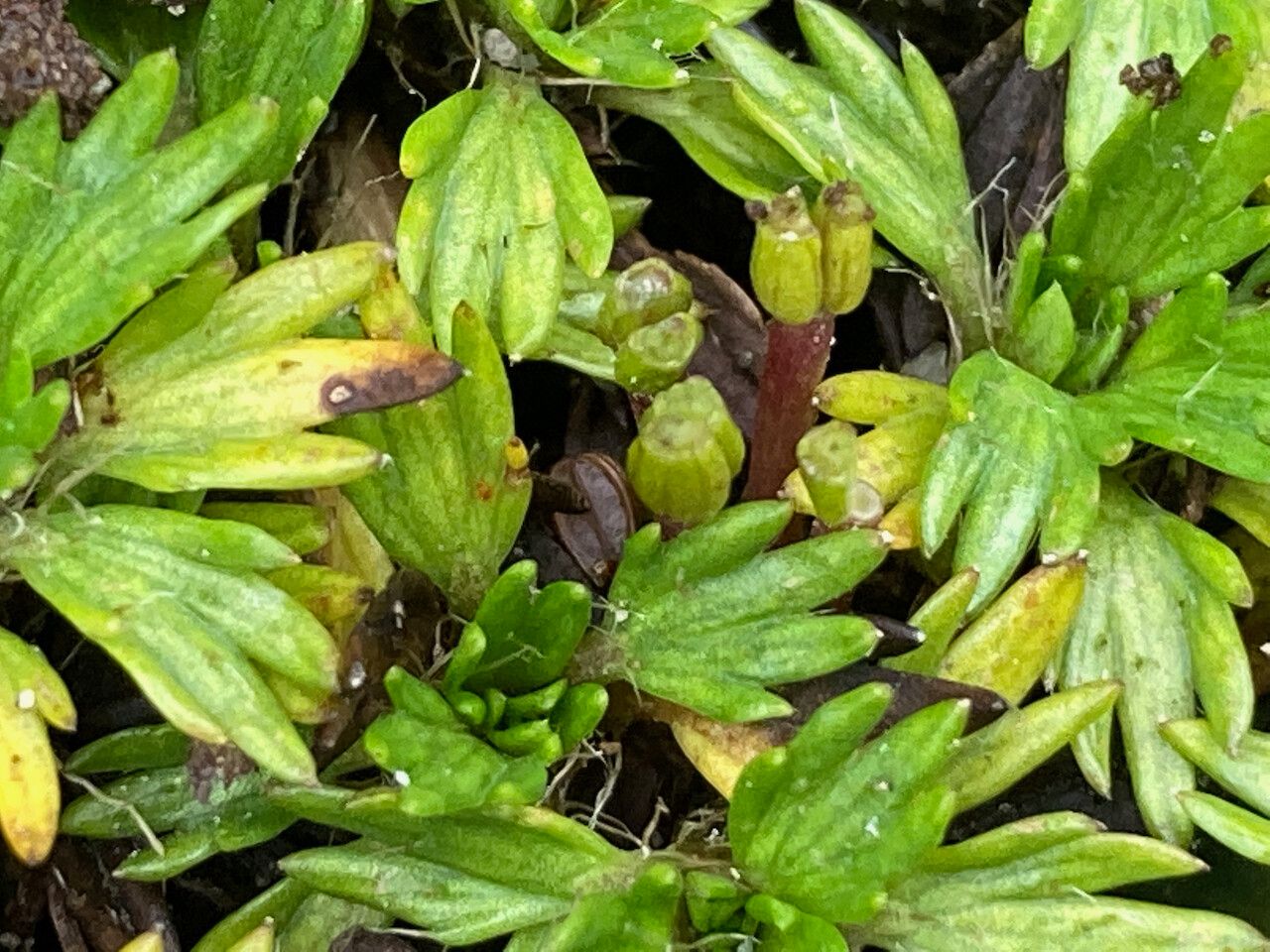 Azorella multifida fruit
