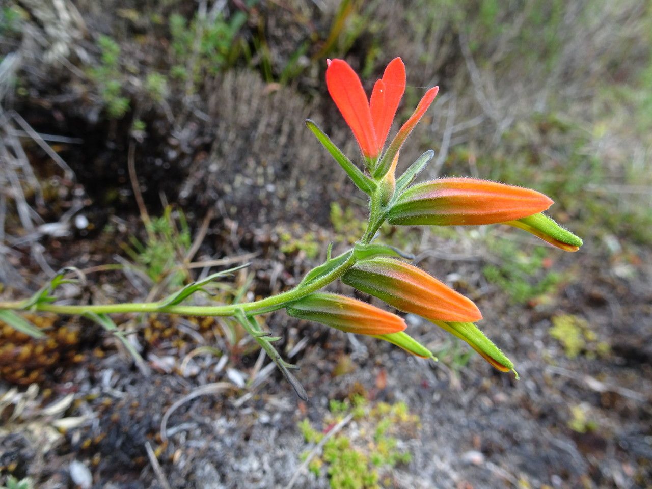 Castilleja integrifolia habit