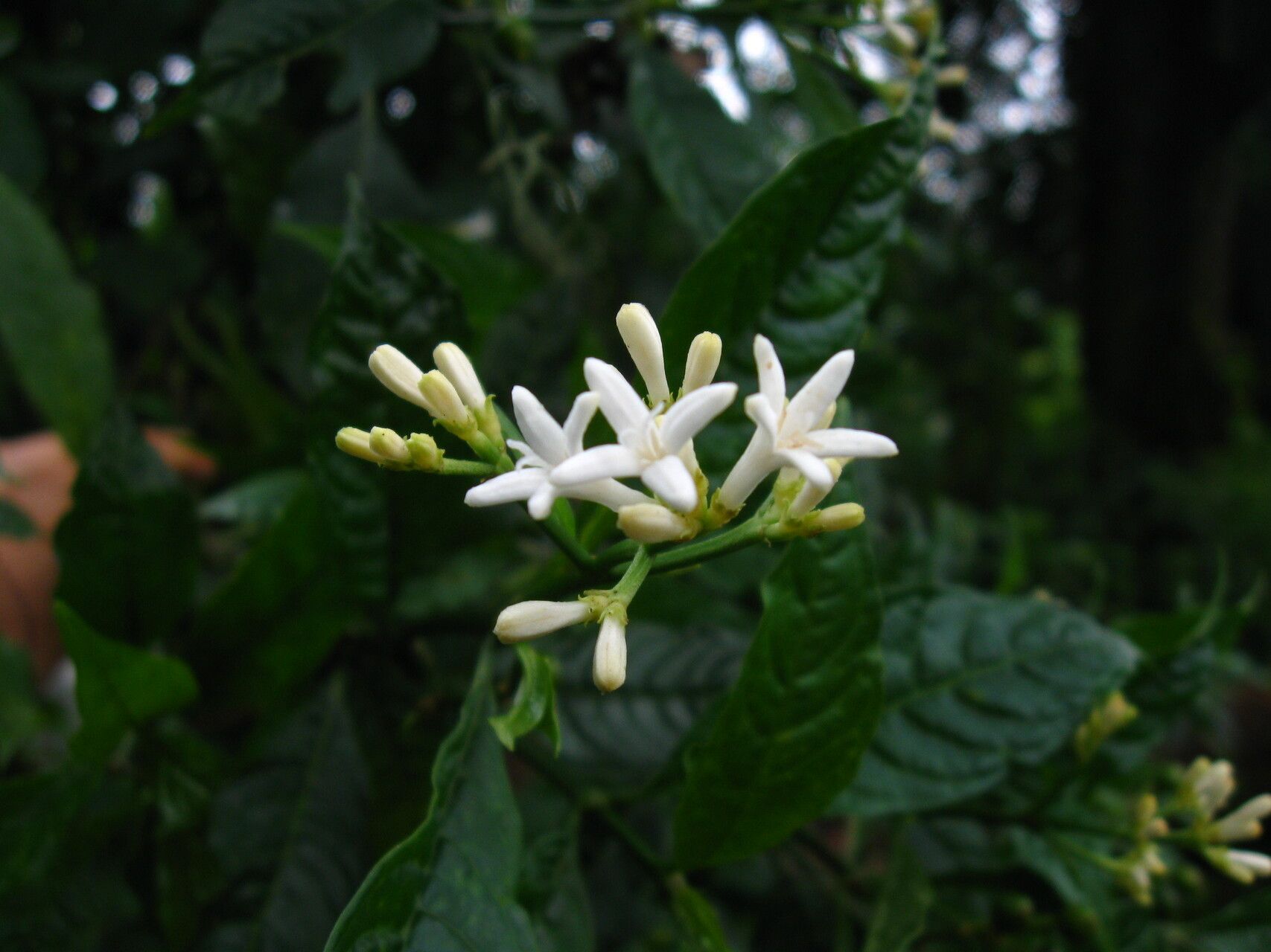Chassalia laikomensis flower
