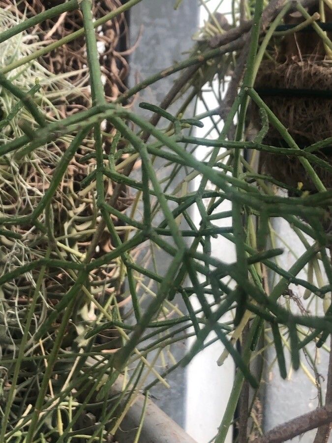 Rhipsalis teres leaf