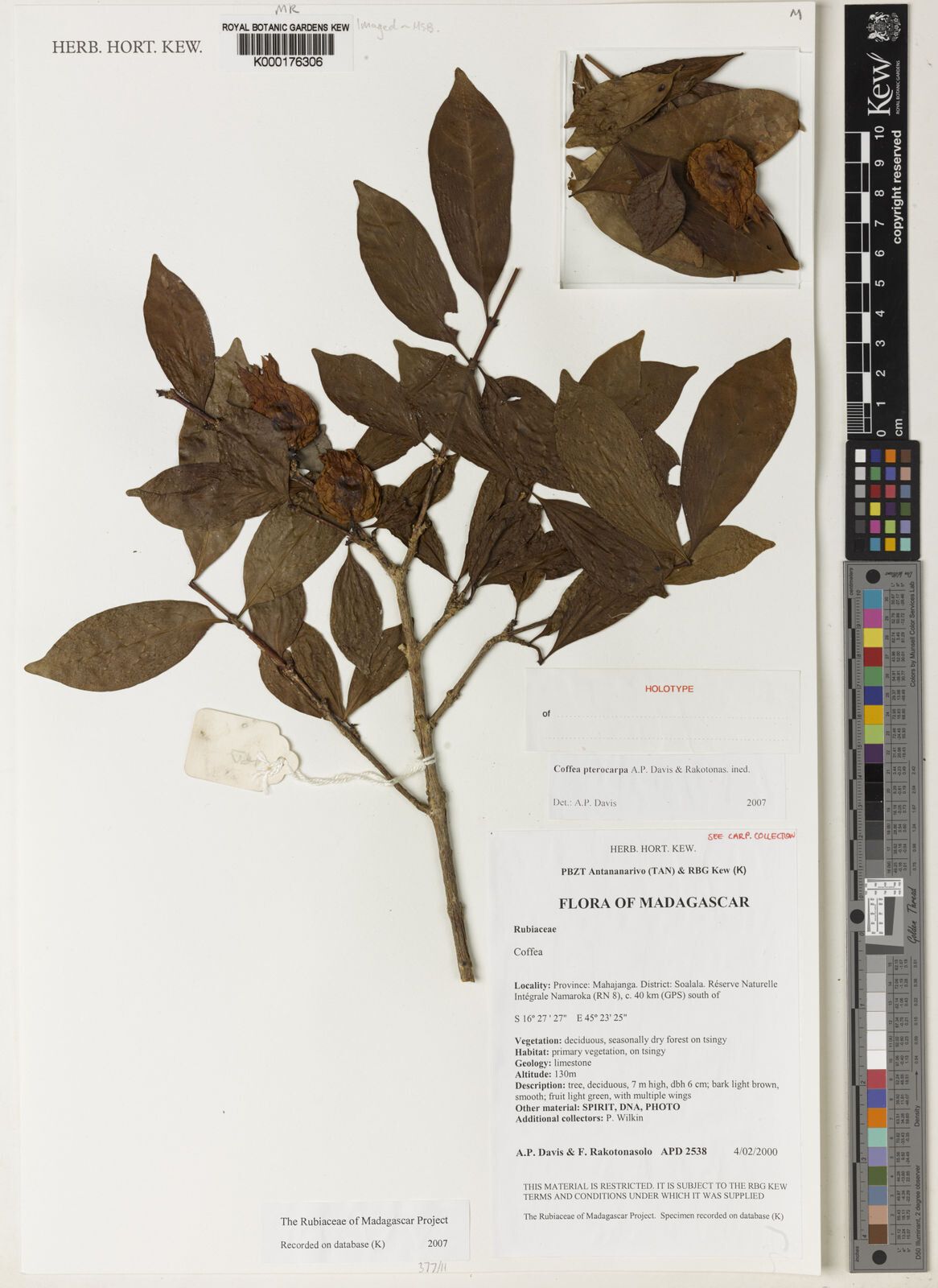 Coffea pterocarpa — houseplant care guide