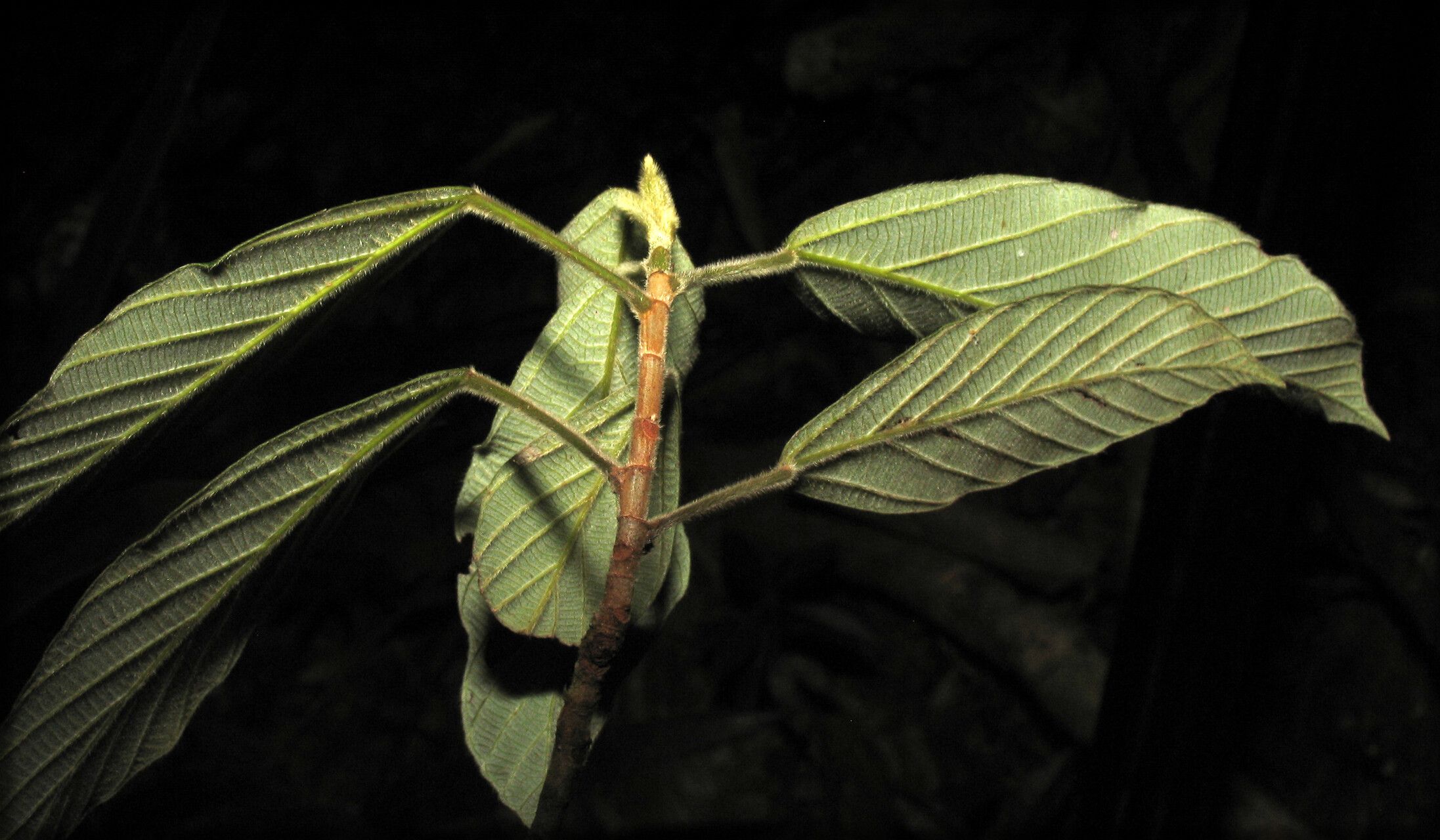 Pourouma velutina — houseplant care guide