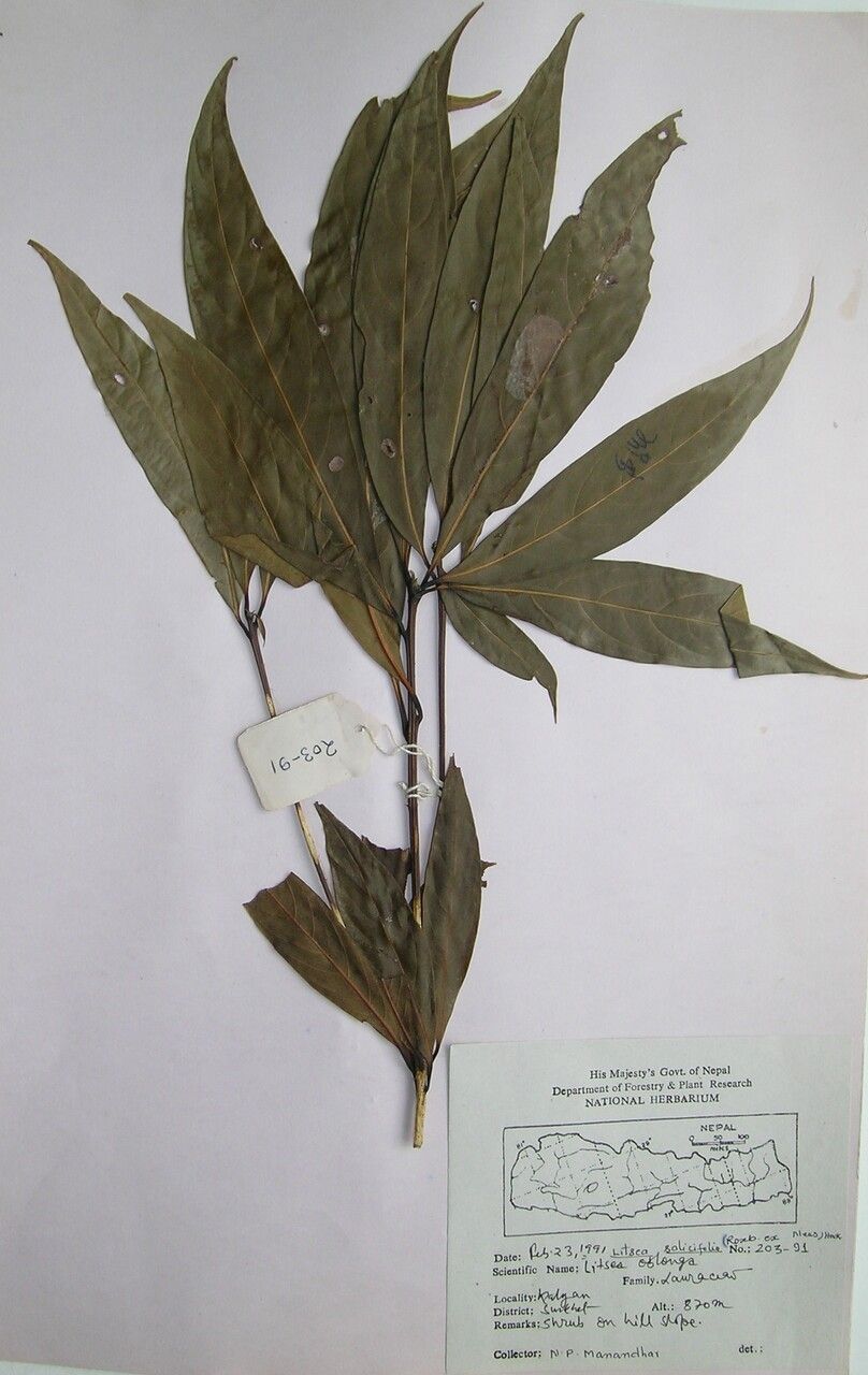Phoebe lanceolata other