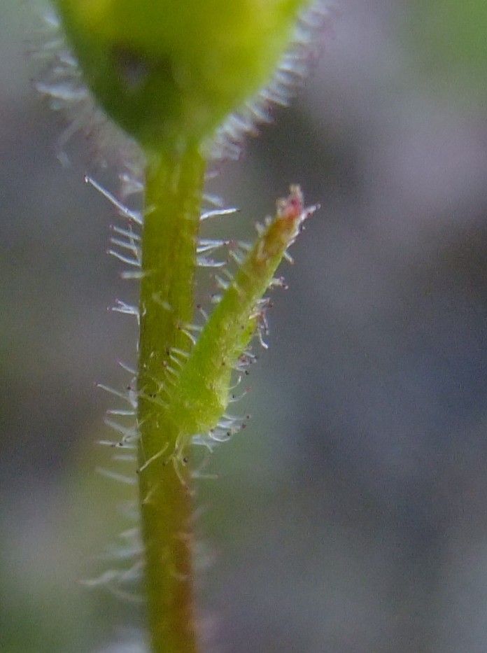 Saxifraga androsacea bark