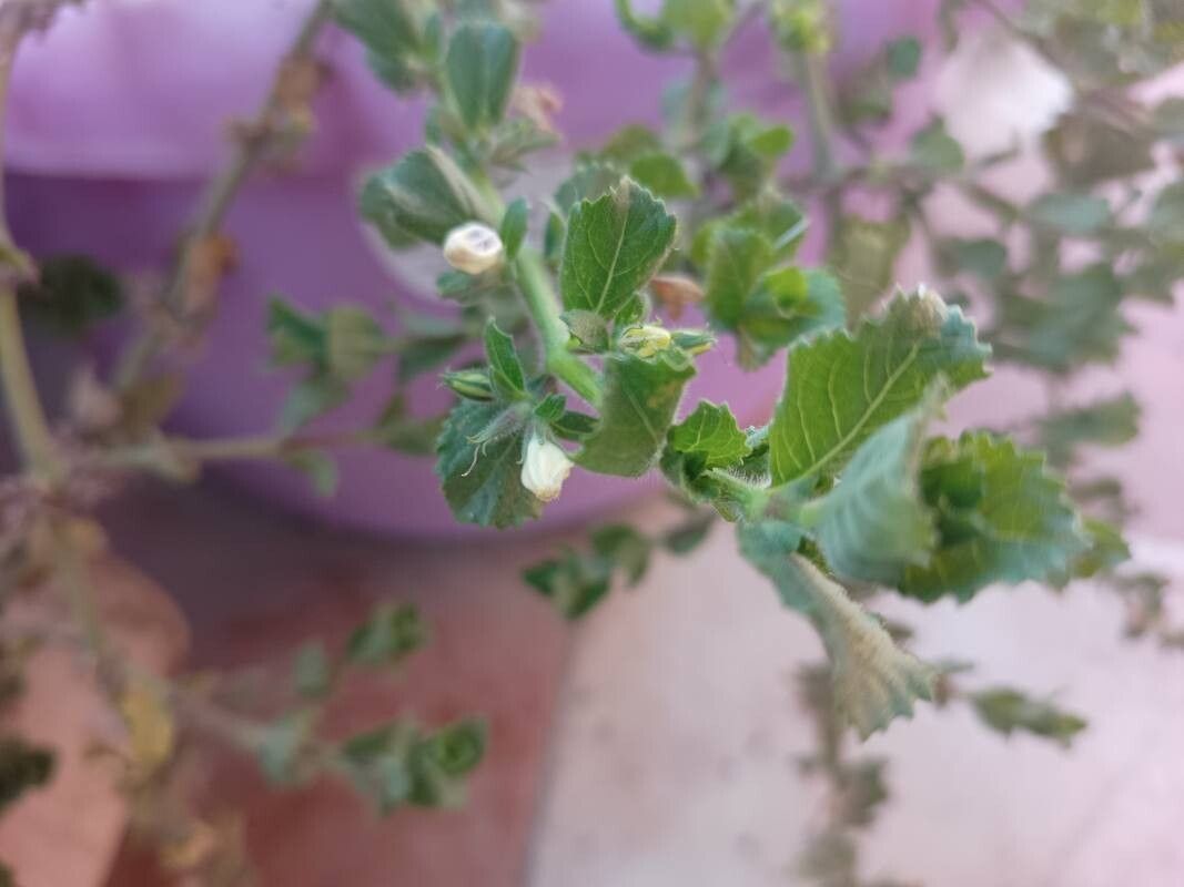 Hygrophila difformis — search result for 'Hygrophila'