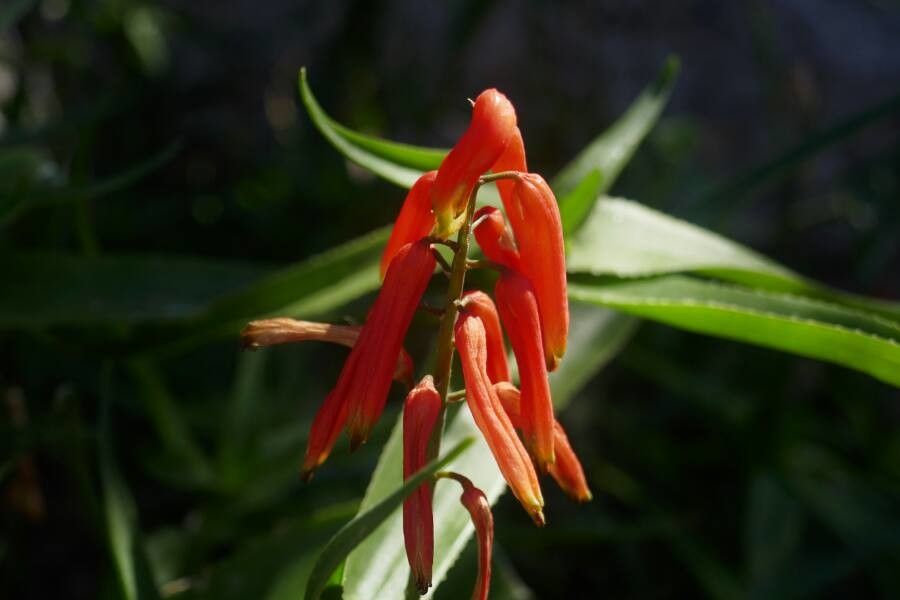 Lobelia laxiflora fruit
