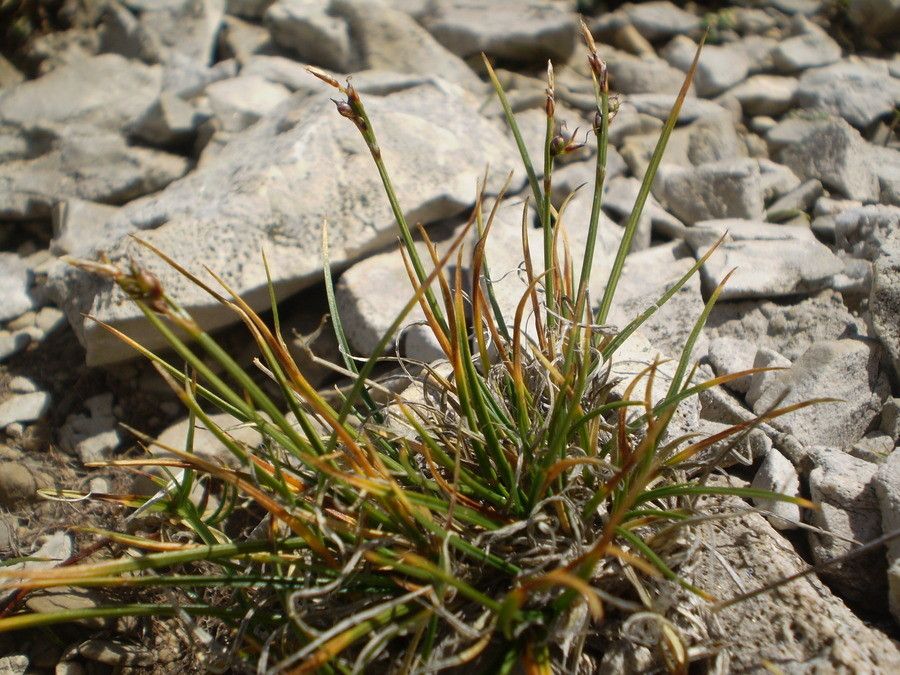 Carex glacialis habit