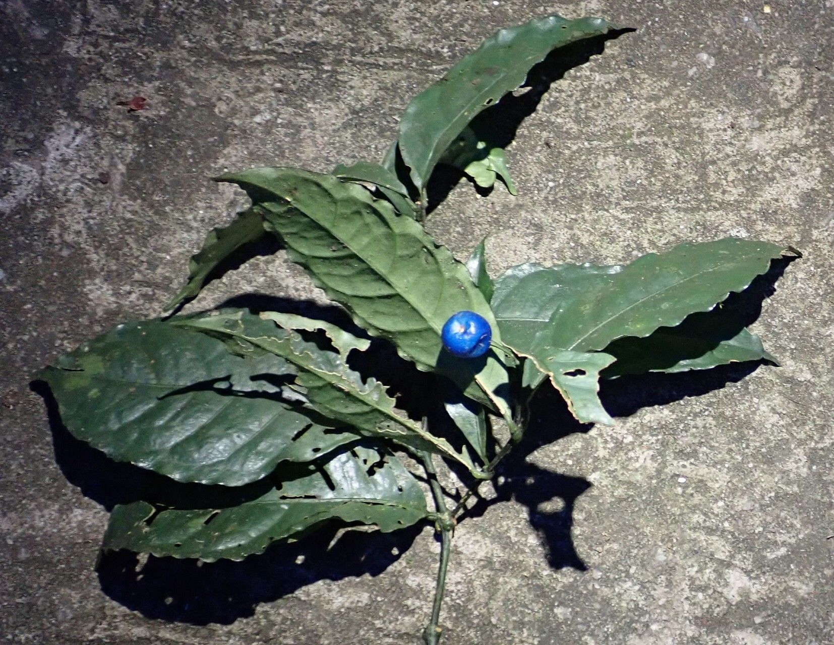 Chassalia pleuroneura — houseplant care guide