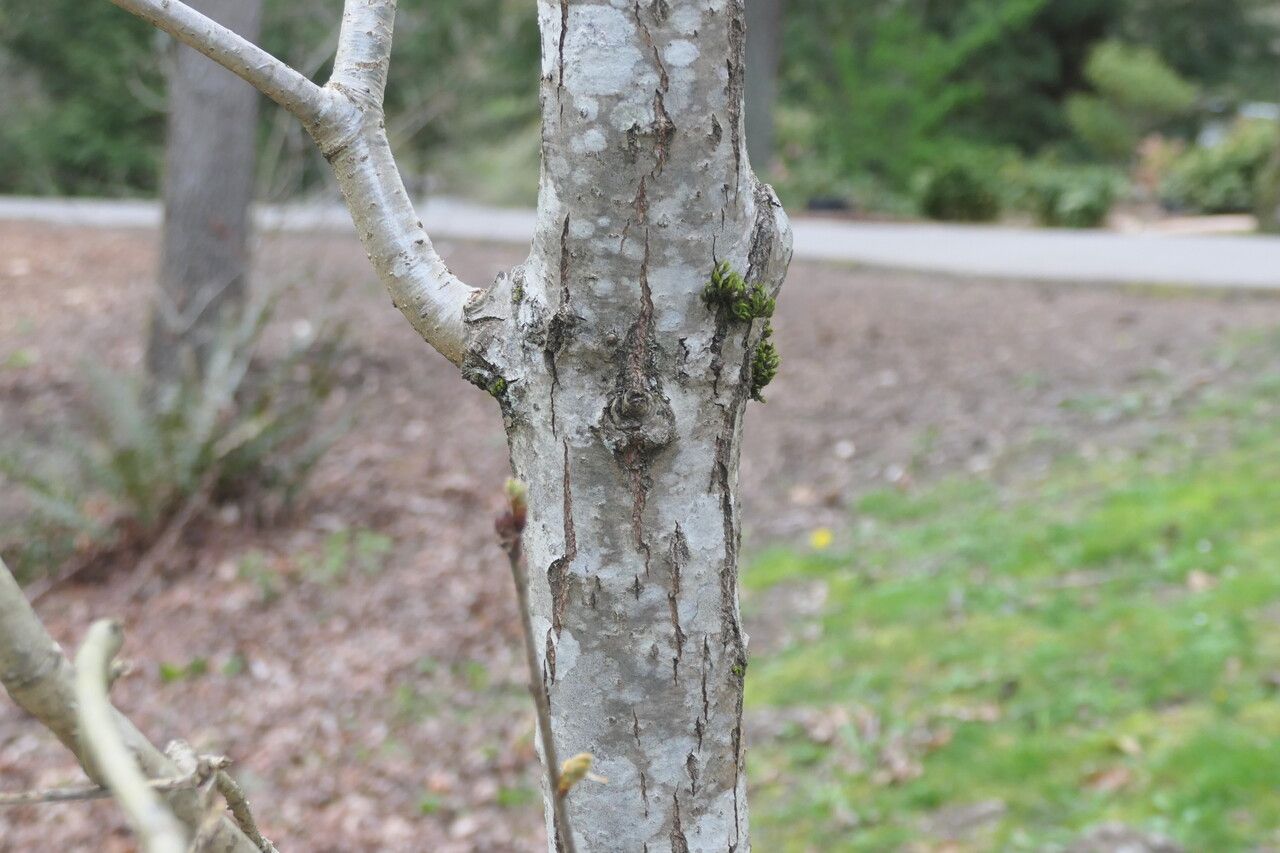 Quercus mongolica bark