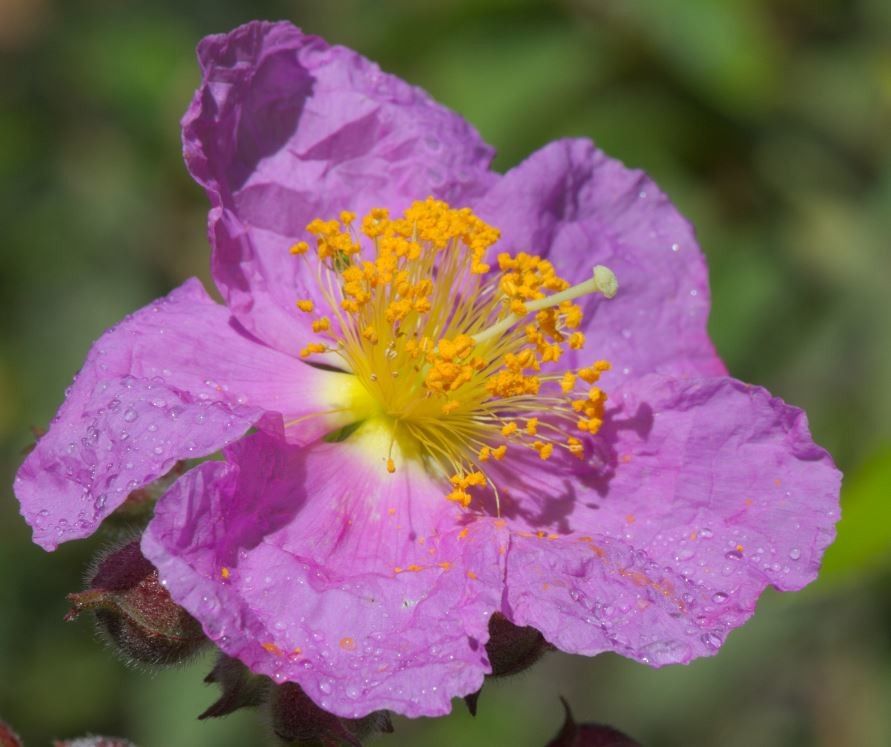 Cistus symphytifolius flower