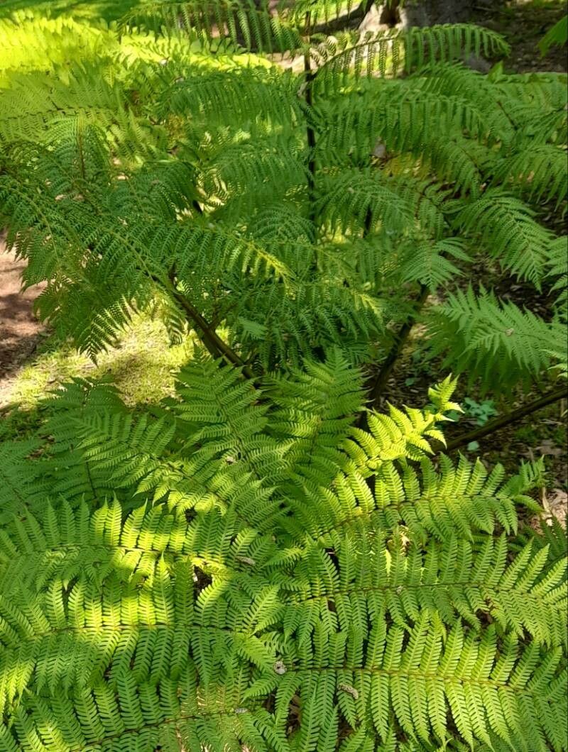 Alsophila australis habit