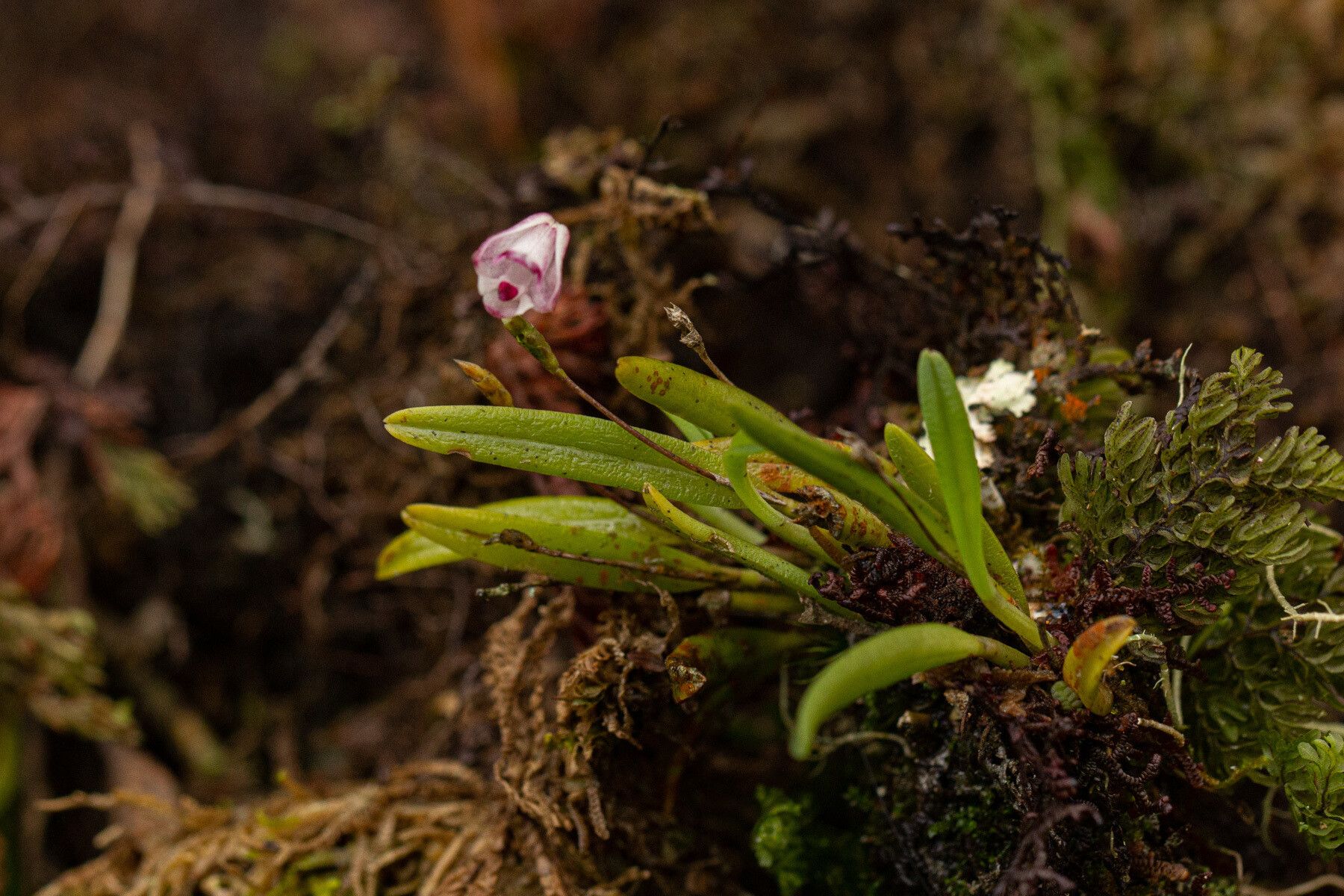 Polystachya vulcanica habit