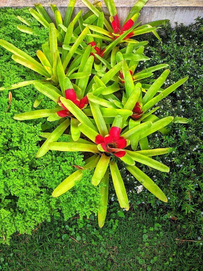 Neoregelia carolinae bark